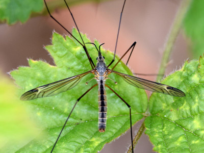 Prionocera turcica