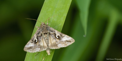 Gamma uil         Maasduinen  juni 2020