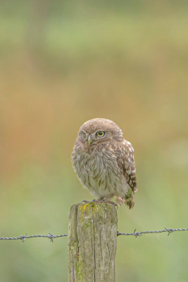 Athena Noctua.jpg