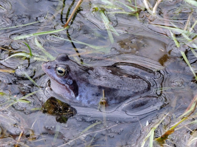 Heikikker