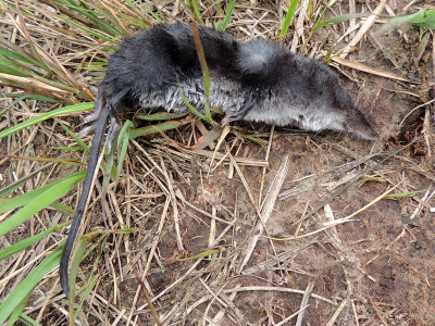 Waterspitsmuis