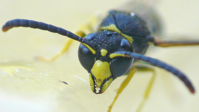 Ancistrocerus nigricornis