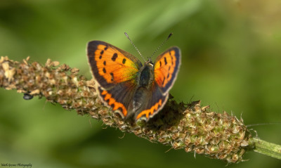 Kleine vuurvlinder    Maasduinen  juni 2020