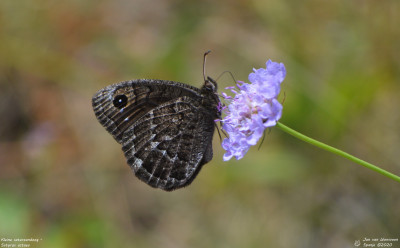 Kleine saterzandoog - Satyrus actaea - Espot - Spanje