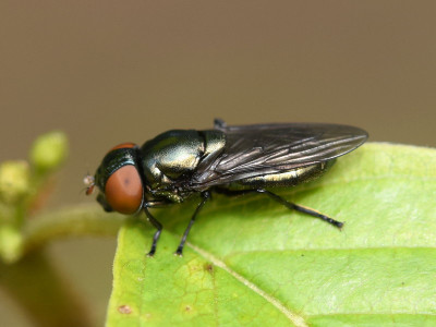 Groen doflijfje ♀