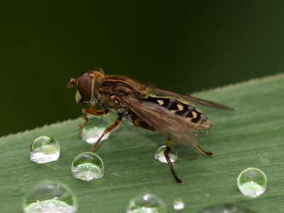 Ingesnoerde waterzweefvlieg ♀