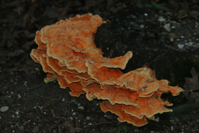 IMG_1531-2 Zwavelzwam (Laetiporus sulphureus)..jpg