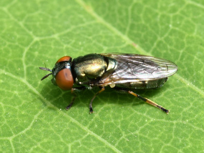 Veenglimmer (vrouw)