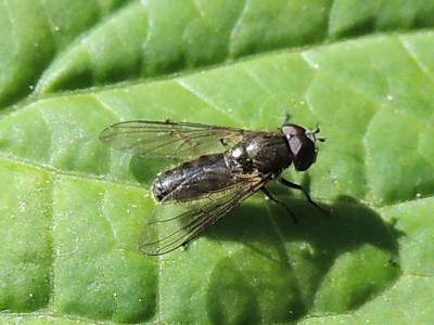Vetplantgitje (man)