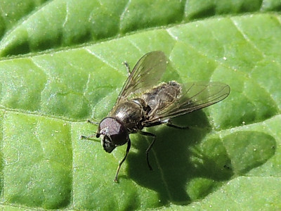 Vetplantgitje (man)