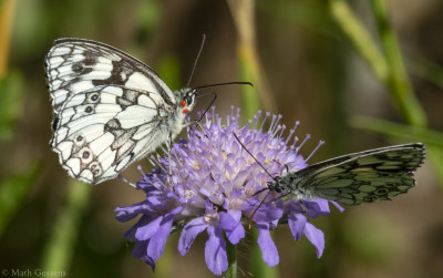 Dambordje        Eschental/Kupferzel    juni 2019