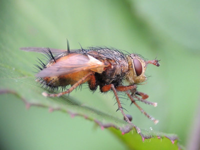 Tachina fera/magnicornis