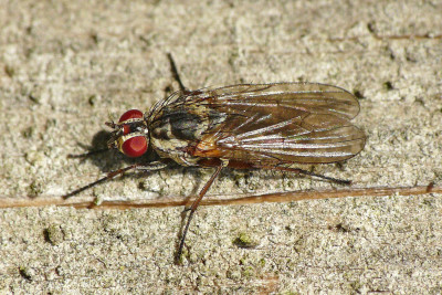 Hylemya vagans