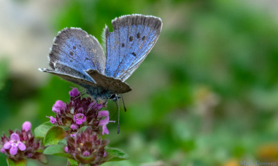 Pimpernelblauwtje   Lechtal(A)  juni 2019