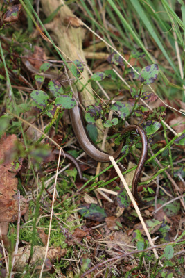 Lunenburg 2017-08 0409b Hazelworm (Anguis fragilis).jpg