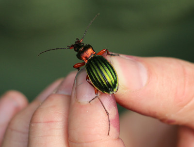 Lunenburg 2017-08 0215b Goudglanzende Loopkever (Carabus auronitens).jpg