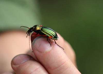 Lunenburg 2017-08 0213b Goudglanzende Loopkever (Carabus auronitens).jpg