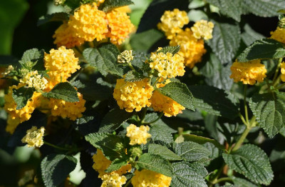 sized_lantana.JPG