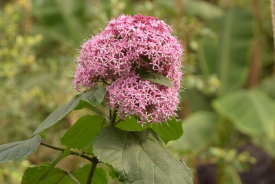 sized_Kransenboom.JPG