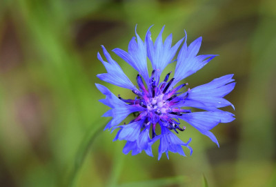 sized_korenbloem_3.JPG