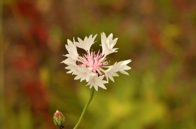 sized_korenbloem.JPG
