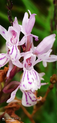 heideorchis.jpg