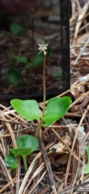 kleinekeverorchis.jpg