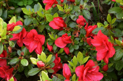 sized_japanse azalea.JPG