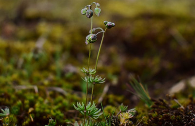 sized_Heidespurrie 03.04.2018 Gerheserheide.JPG