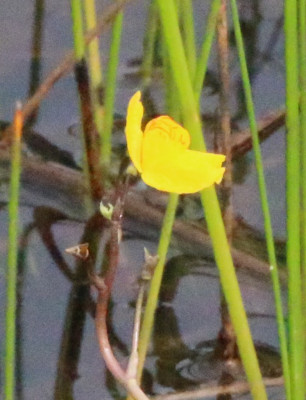 IMG_6961-2B Loos blaasjeskruid - Utricularia australis.jpg