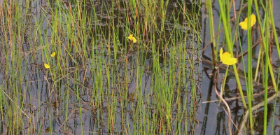 IMG_6962-2 Loos blaasjeskruid - Utricularia australis.jpg