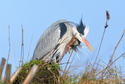 Blauwe reiger