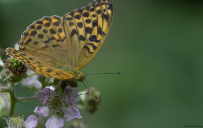 Keizersmantel♀ (Valezina ?) 28 juni 2018 +/- 14.50u Eschental