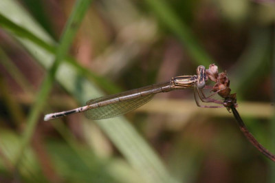 Blauwe breedscheenjuffer IMG_7312.JPG