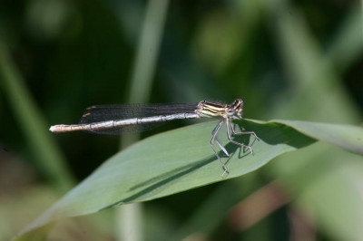 Blauwe breedscheenjuffer IMG_6799.JPG