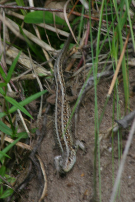 Canon EOS 300D DIGITAL 2048x3072_132836 Zandhagedis.jpg