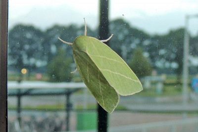 Grote groenuil