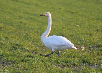 Wilde zwaan - Cygnus cygnus - Noord Brabant