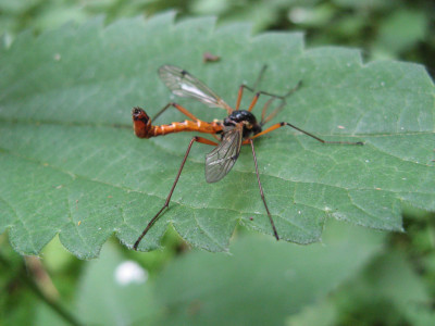 Canon PowerShot A710 IS 3072x2304_238341 Houtlangpootmug (Tanyptera atrata).jpg