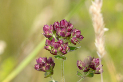 Wilde marjolein