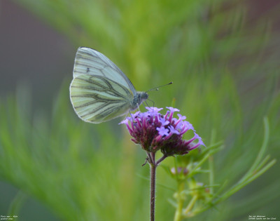 Pieris napi - Klein geaderd witje - Capelle aan den IJssel