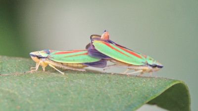 Rododendroncicades ♂♀ in copula