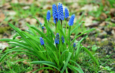 sized_Blauw druifje.JPG