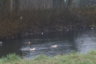 123689768_1 Grote zaagbek.jpg