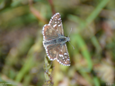 Westelijk spikkeldikkopje - Pyrgus carlinae - Nus - Italië