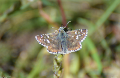 Westelijk spikkeldikkopje - Pyrgus carlinae - Nus - Italië