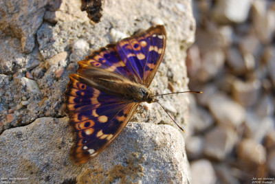 Kleine weerschijnvlinder - Apatura ilia - Frankrijk - Laives