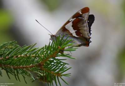 Grote weerschijnvlinder - Apatura iris - Nus - Italië