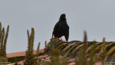 Zwarte Spreeuw - Sturnus unicolor - Monfrague - Spanje