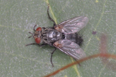 Voria ruralis